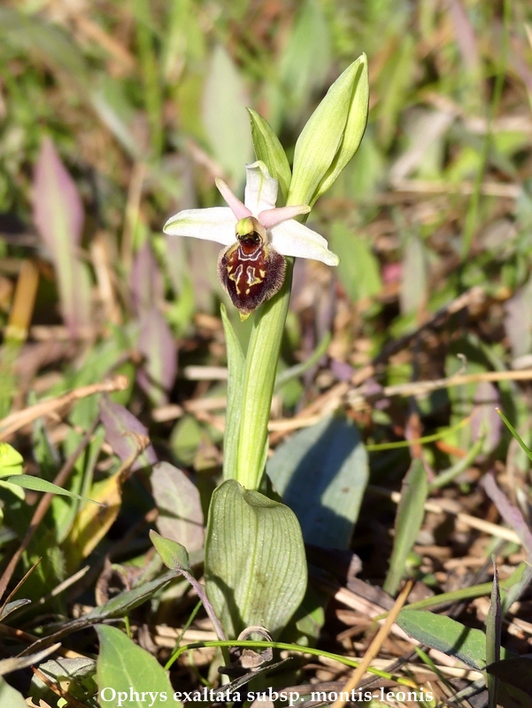 Ophrys sul litorale romano  marzo 2020